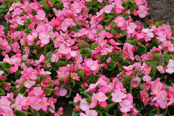 Créer un cocon de lecture : pourquoi adopter une lampe liseuse pour sublimer vos moments de détente